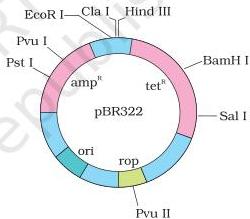 pBR322 map
