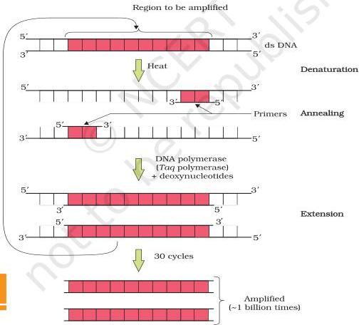 PCR cycle