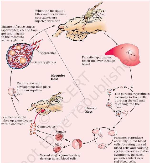 Plasmodium life cycle
