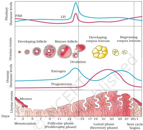 Menstrual cycle