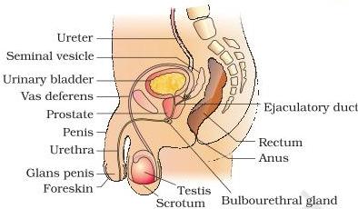 Male reproductive system