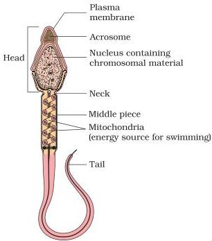 Sperm structure