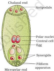 Embryo sac