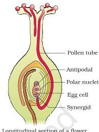 Pollen-pistil interaction